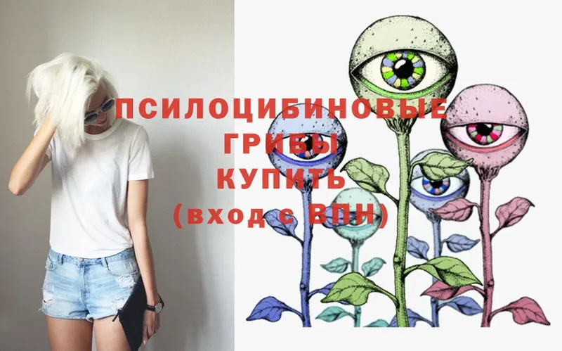 где купить   Тырныауз  Псилоцибиновые грибы Magic Shrooms 